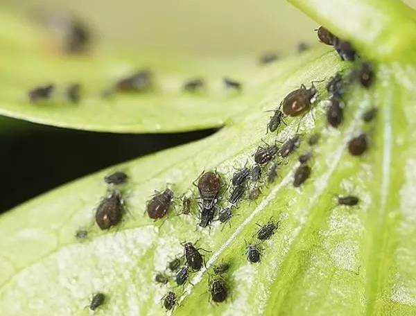 植物生病了怎么判斷？
