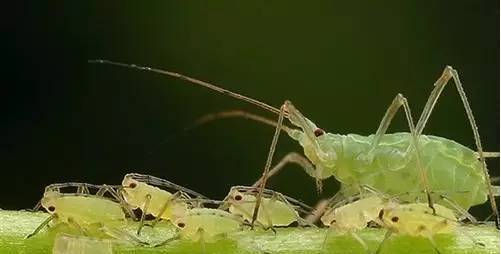 植物生病了怎么判斷？