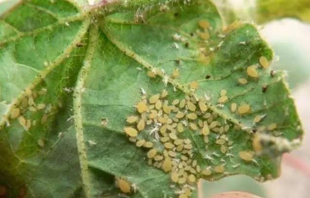 植物生病了怎么判斷？