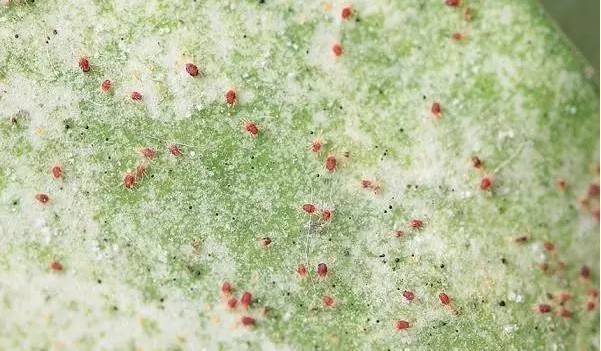 植物生病了怎么判斷？