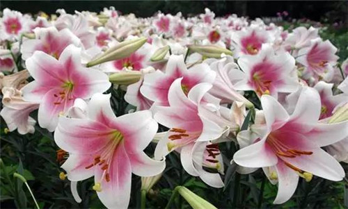 插花花材，你應該這樣挑