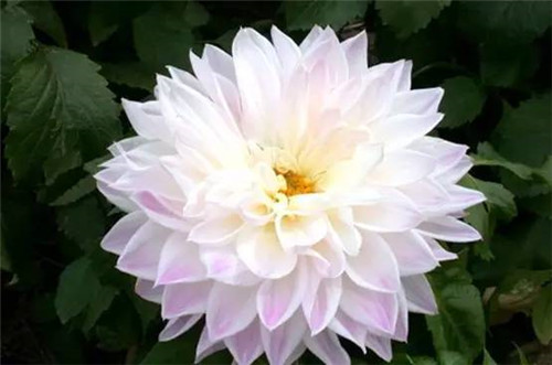 插花花材，你應該這樣挑
