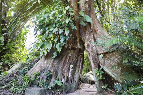  雨林谷：一個(gè)原生態(tài)的熱帶雨林植物的王國(guó)