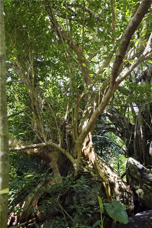  雨林谷：一個(gè)原生態(tài)的熱帶雨林植物的王國(guó)