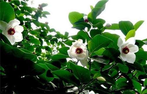 植物王國(guó)中“活化石”天女木蘭的栽培技術(shù)