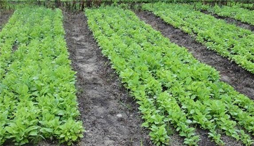 植物王國(guó)中“活化石”天女木蘭的栽培技術(shù)