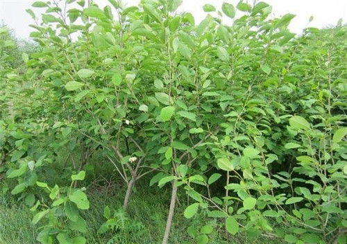 植物王國(guó)中“活化石”天女木蘭的栽培技術(shù)