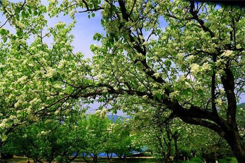 植物王國(guó)中“活化石”天女木蘭的栽培技術(shù)