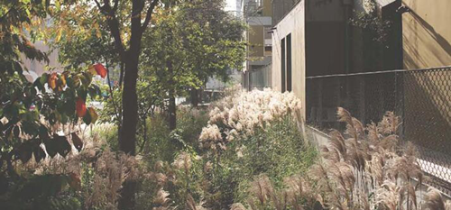 園冶杯專業(yè)獎：梅溪湖路西延線道路景觀設計
