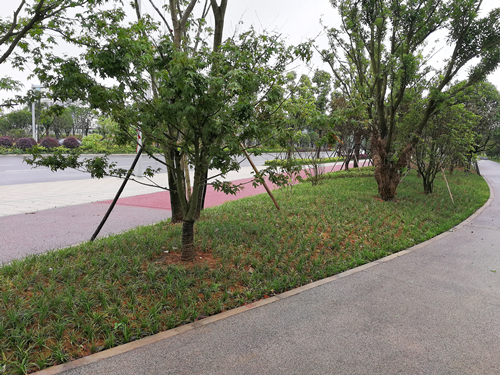 園冶杯專業(yè)獎：梅溪湖路西延線道路景觀設計