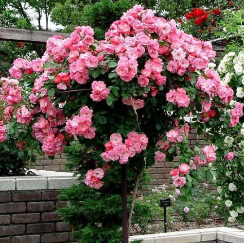 最適合擺在窗臺(tái)上的花卉盆栽