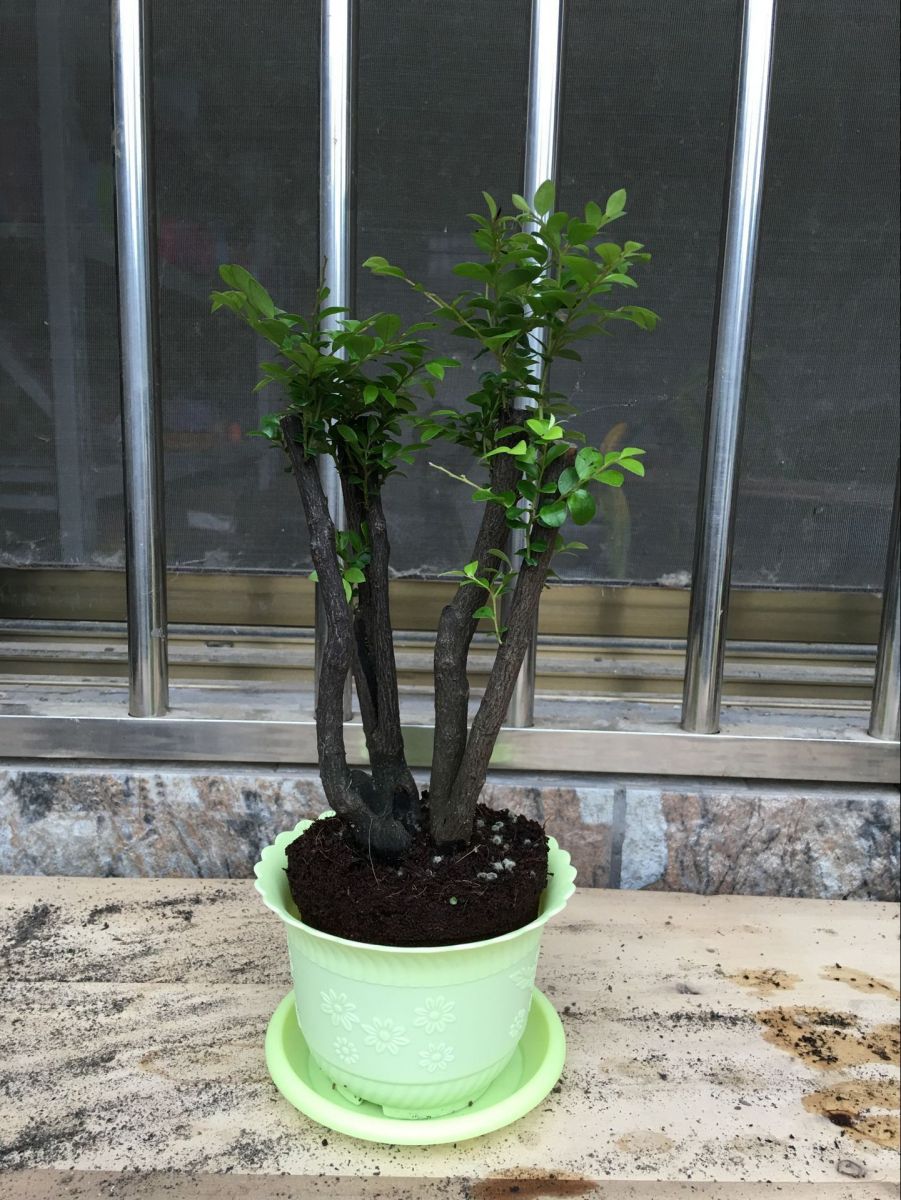 最適合擺在窗臺(tái)上的花卉盆栽