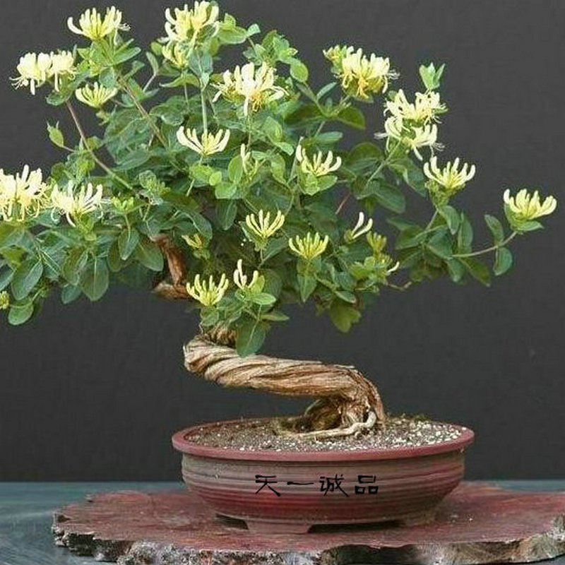 最適合擺在窗臺(tái)上的花卉盆栽