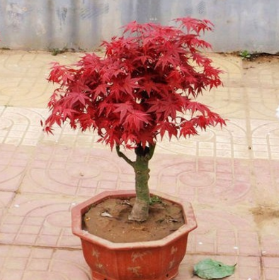 最適合擺在窗臺(tái)上的花卉盆栽