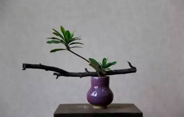 中式、日式、西式插花，最大的區別是什么？