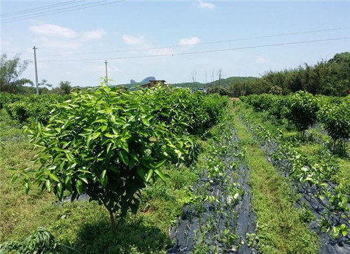 苗木市場(chǎng)的機(jī)遇在哪里