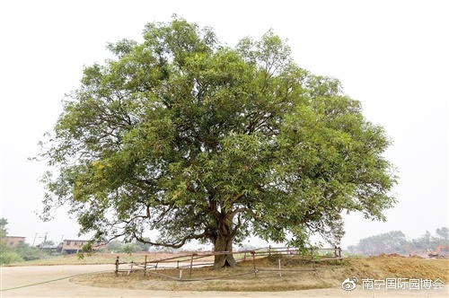 堅(jiān)持生態(tài)造園 200年古樹重現(xiàn)生機(jī)