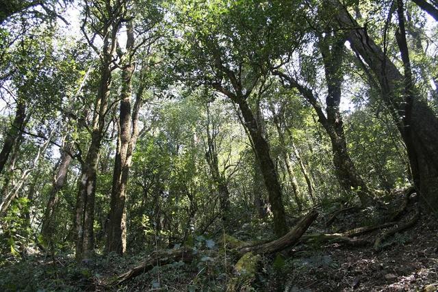 野生茶、臺地茶、喬木茶、古樹茶都是指什么