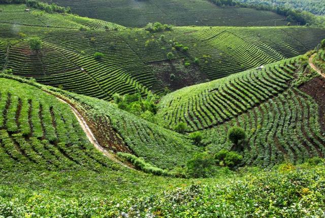 野生茶、臺地茶、喬木茶、古樹茶都是指什么