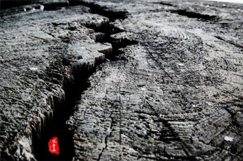 觀音山古樹(shù)博物館比黃帝還老的“老人”