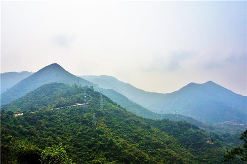 觀音山古樹(shù)博物館比黃帝還老的“老人”