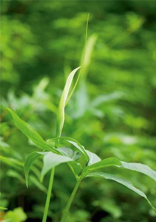 這種植物，只需要一丁點，讓你立馬失去知覺