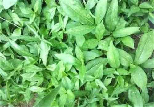 這種植物，只需要一丁點，讓你立馬失去知覺