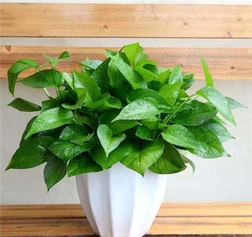 這8種植物是凈化空氣的能手，關鍵好養(yǎng)活！