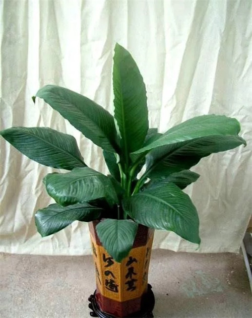 這8種植物是凈化空氣的能手，關鍵好養(yǎng)活！