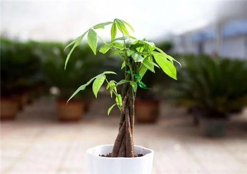 這8種植物是凈化空氣的能手，關鍵好養(yǎng)活！