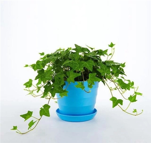 這8種植物是凈化空氣的能手，關鍵好養(yǎng)活！