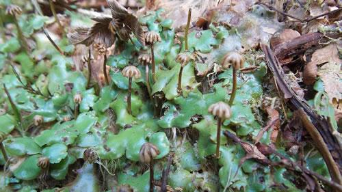 科學(xué)家認(rèn)為陸地植物或誕生于5億年前