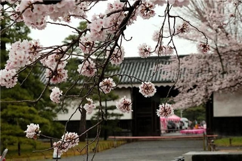 日本民宿，日本京都旅游住宿推薦