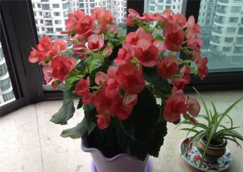 花期最長(zhǎng)的花卉之一，四季開花好盆栽
