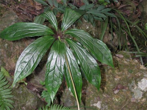 農(nóng)村這種野草，它在民間的珍貴價(jià)值