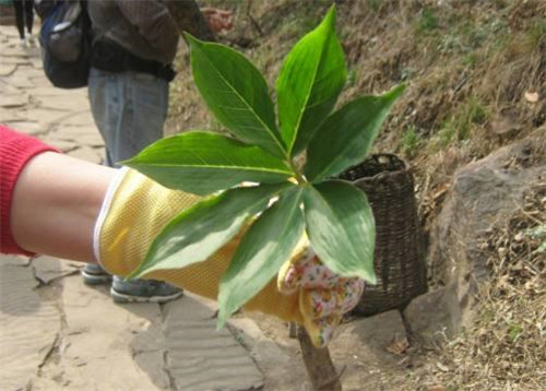 農(nóng)村這種野草，它在民間的珍貴價(jià)值