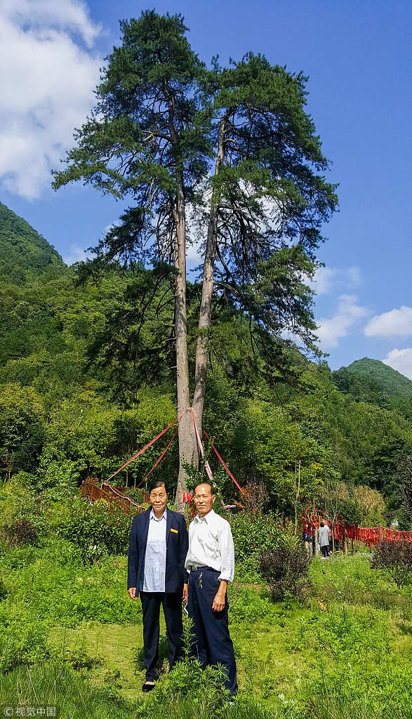 漢中一450歲“夫妻古樹”被大風(fēng)刮倒