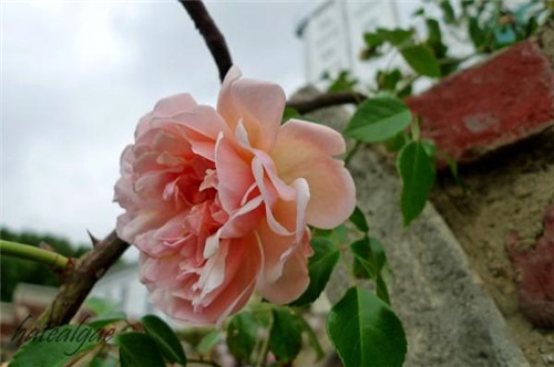 石頭“玫瑰花園”，深深打動了我！