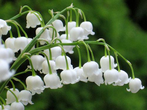 風鈴草——花量大，氣味香甜，花漂亮