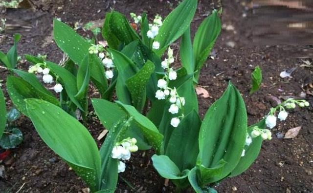 風鈴草——花量大，氣味香甜，花漂亮