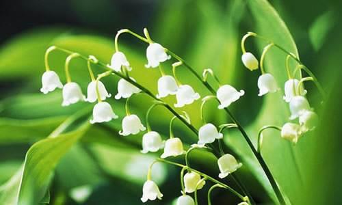 風鈴草——花量大，氣味香甜，花漂亮