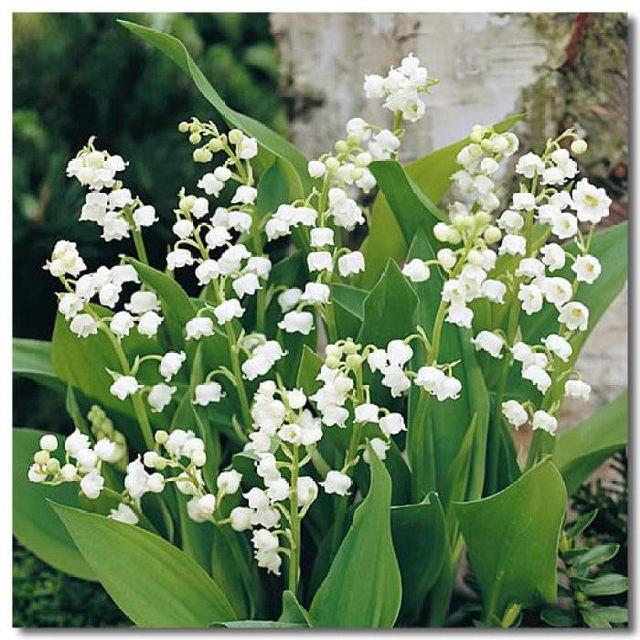 風鈴草——花量大，氣味香甜，花漂亮