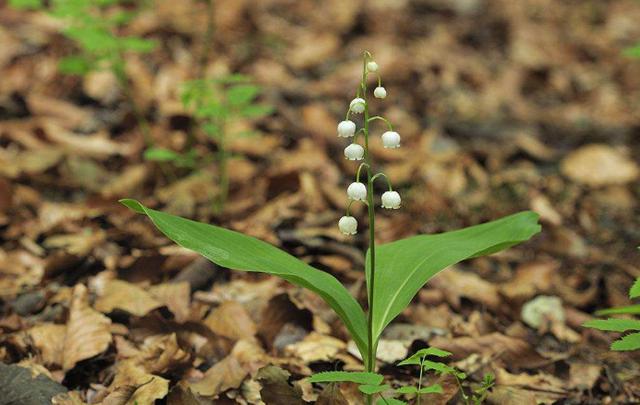 風鈴草——花量大，氣味香甜，花漂亮