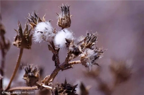 這些瀕危植物在鄂爾多斯花開山間、連綿不絕