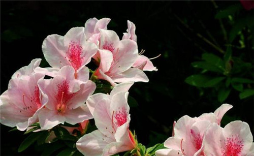 4種常見花卉施肥方法讓你養(yǎng)出美麗的花朵