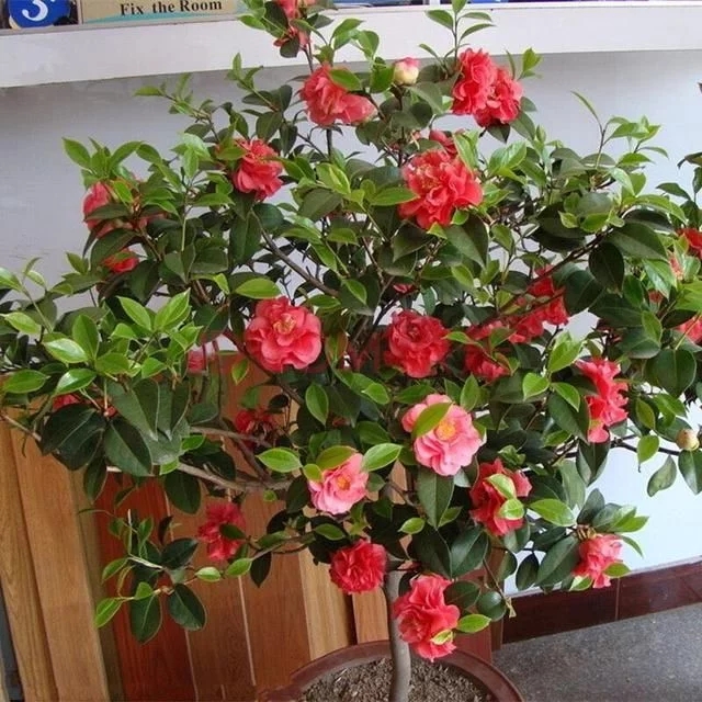 常見的旺家花卉，家里有嗎
