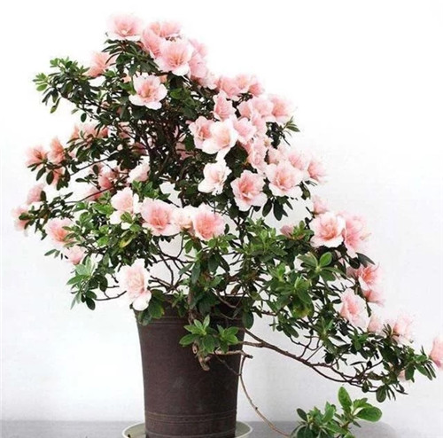 常見的旺家花卉，家里有嗎