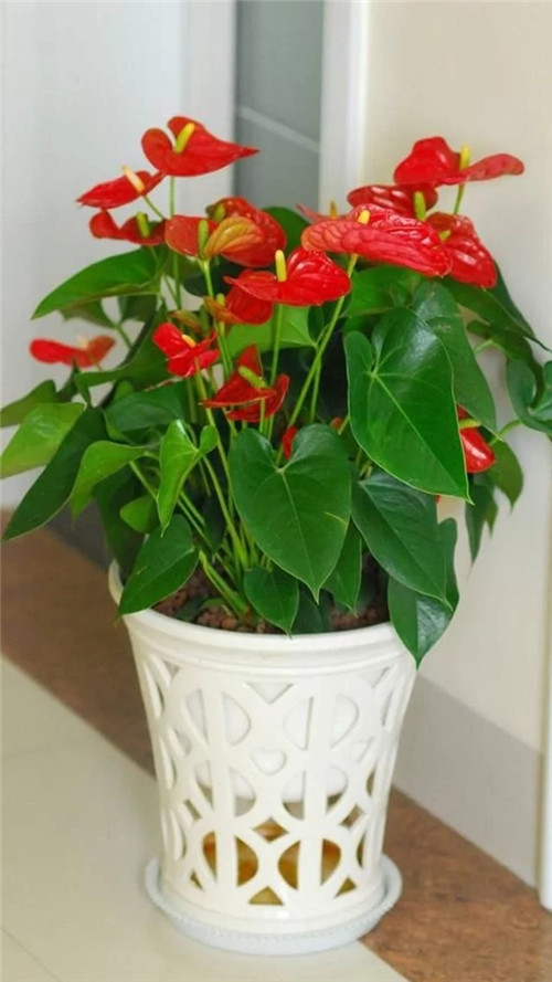 常見的旺家花卉，家里有嗎