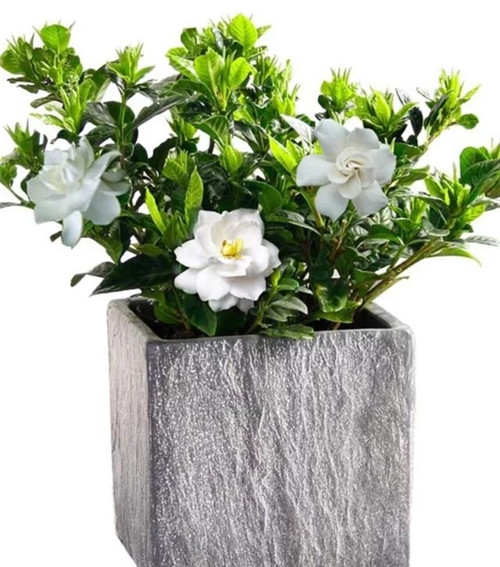 常見的旺家花卉，家里有嗎