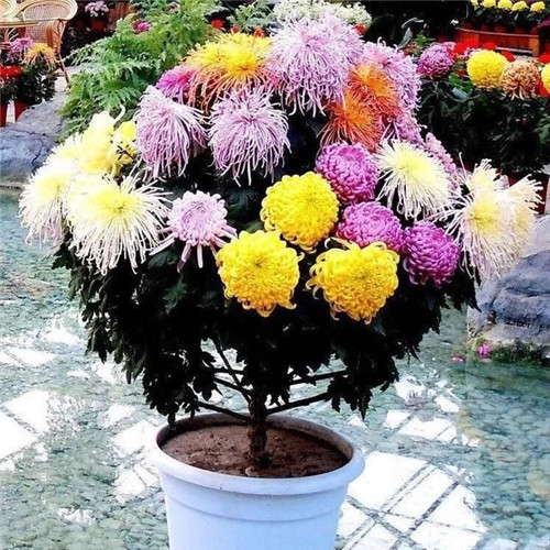 常見的旺家花卉，家里有嗎
